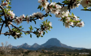Almendro en flor Alicante