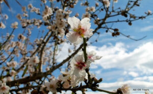 Almendro en flor Alicante
