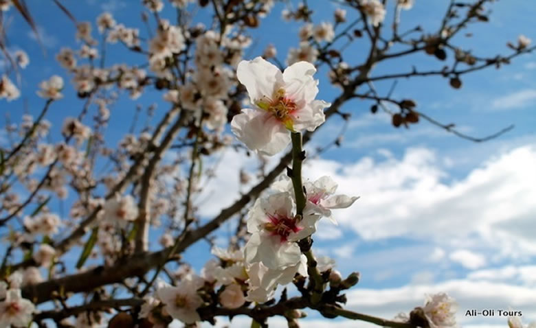 Almendro en flor Alicante