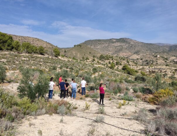 Alicante Oleotour and tasting-min