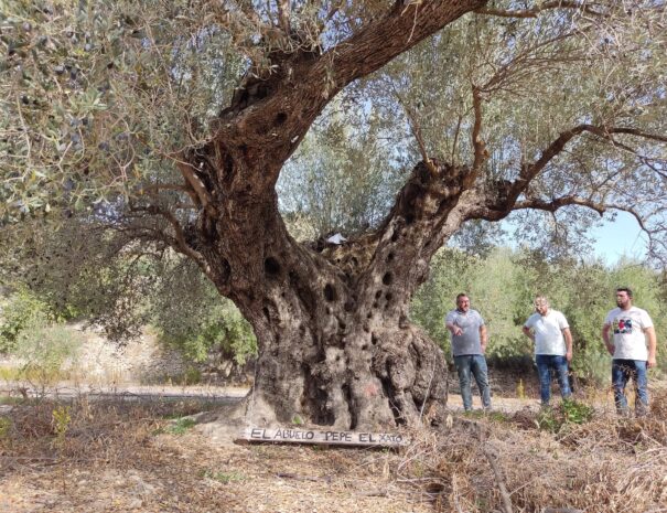 Alicante Olive oil tour-min