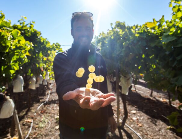 Alicante wine tour-min
