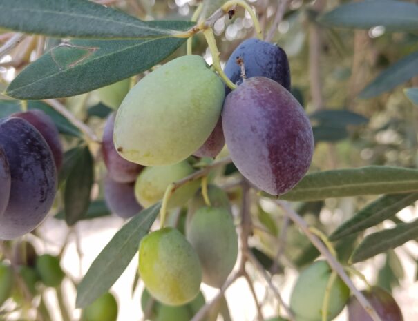 Day excursion olive mill Alicante-min