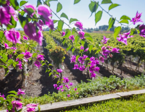 Day tour to winery Alicante-min