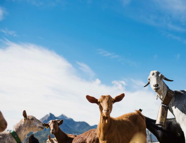 Goats Alicante Tours-min
