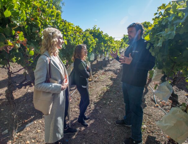 wine tours Alicante-min